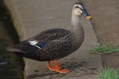 水もしたたるカメラ目線