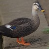 水もしたたるカメラ目線