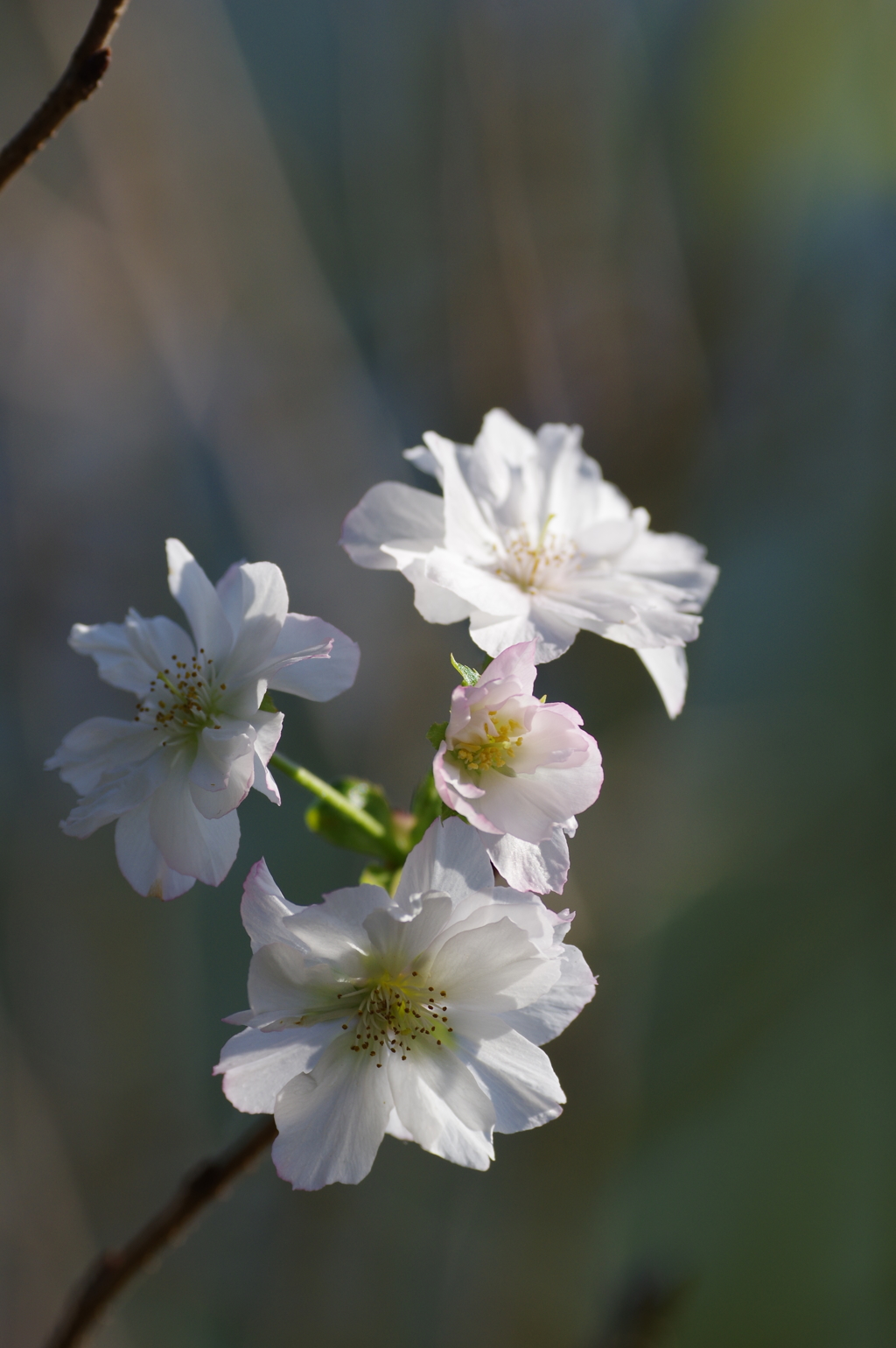 十月桜