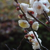 白梅の盆栽