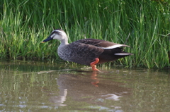 水鳥の天下