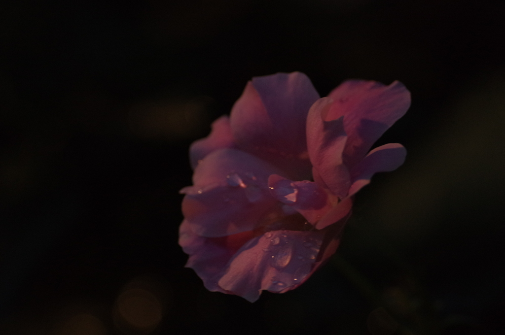 バラの花に水滴