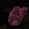 バラの花に水滴