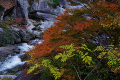 渓流と紅葉