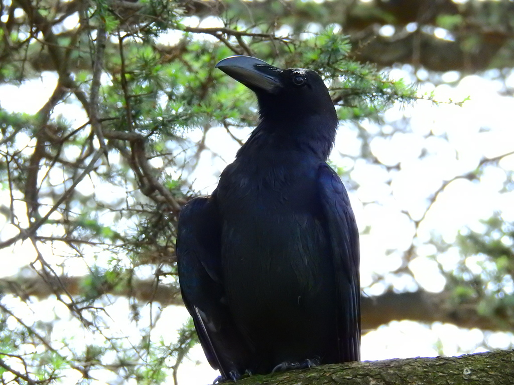 カラスだからなんだってんだ
