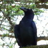 カラスだからなんだってんだ