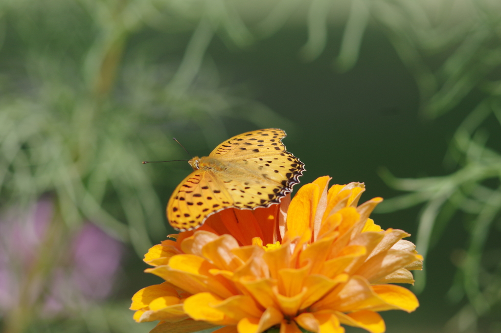 蝶＠新宿中央公園(135mm) - 3