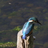 カワセミ