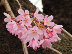 千鳥ヶ淵の桜