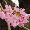 千鳥ヶ淵の桜