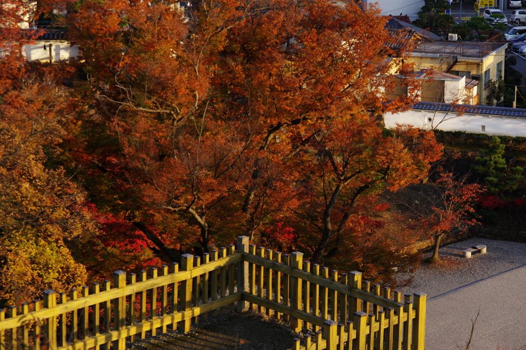 甲府城址の紅葉