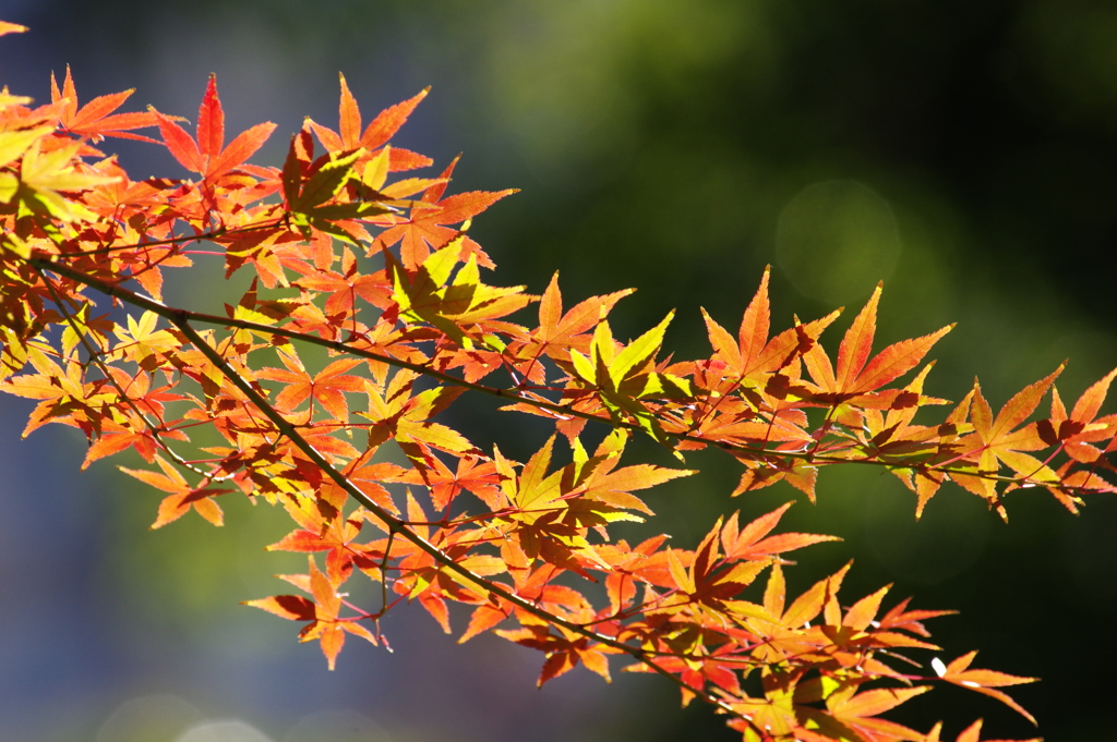 紅葉の枝はなぜこうも横に伸びるのだろうか