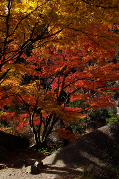 紅葉の木陰