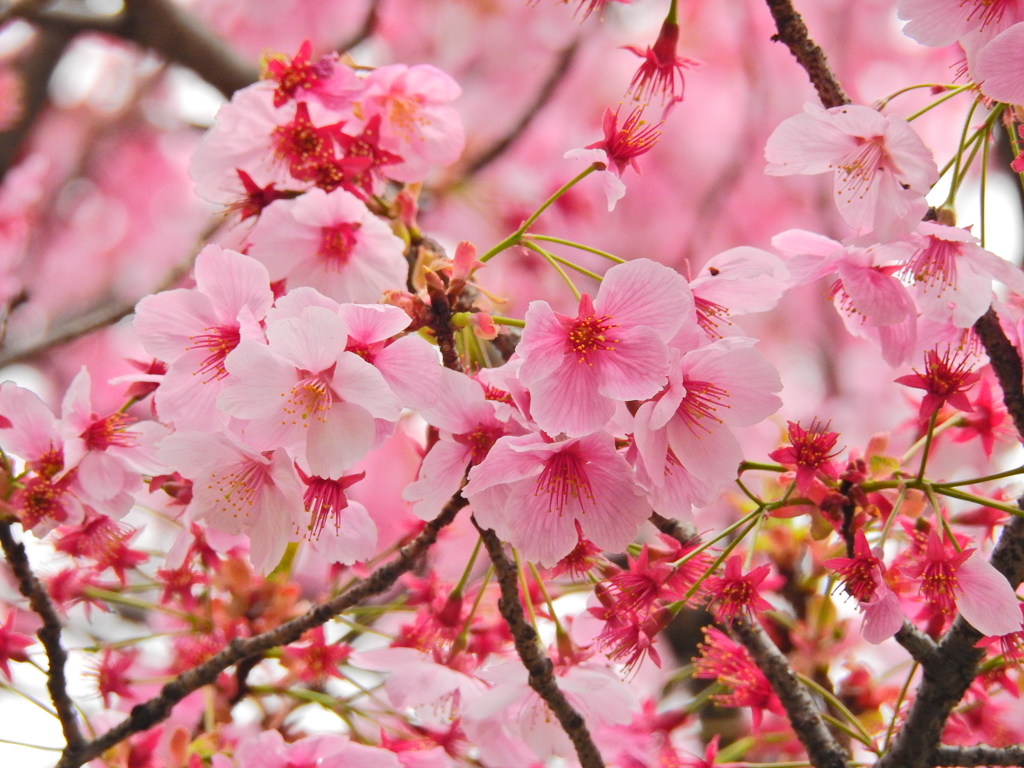 千鳥ヶ淵の桜