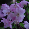 山桜
