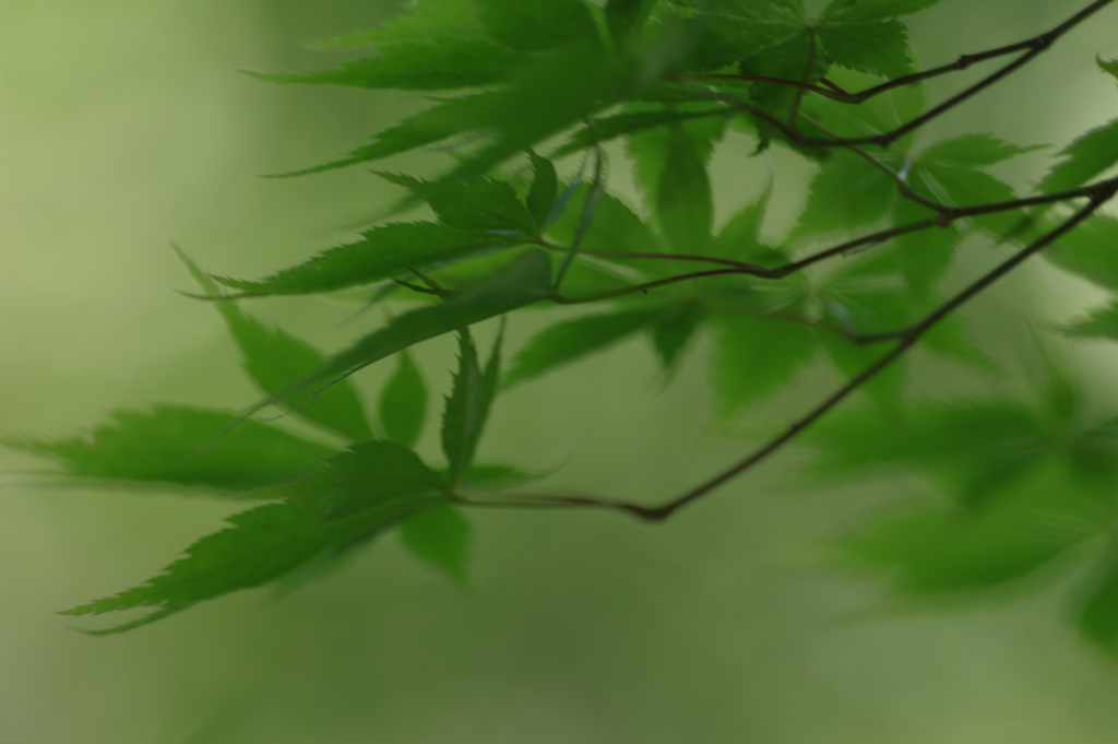夏のもみじ