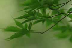夏のもみじ