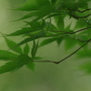 夏のもみじ