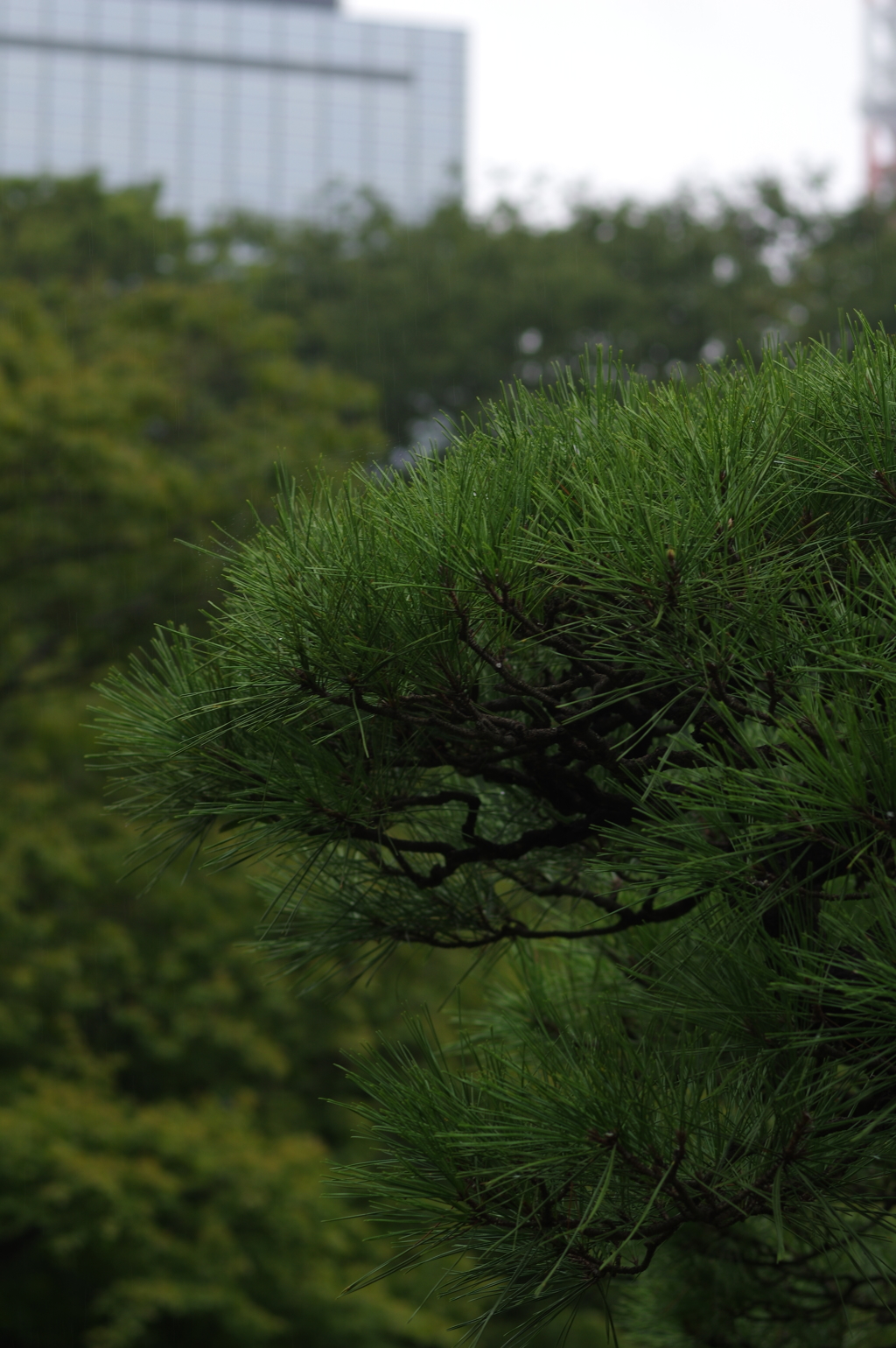 77mm行脚 - 雨の日比谷公園　その１