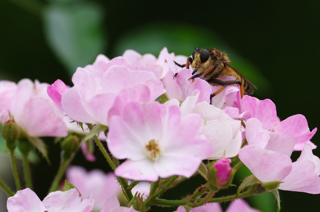 なぜ花に登るのか - そこに花があるから