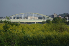 多摩水道橋、菜の花の中