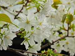 雷電稲荷神社の桜
