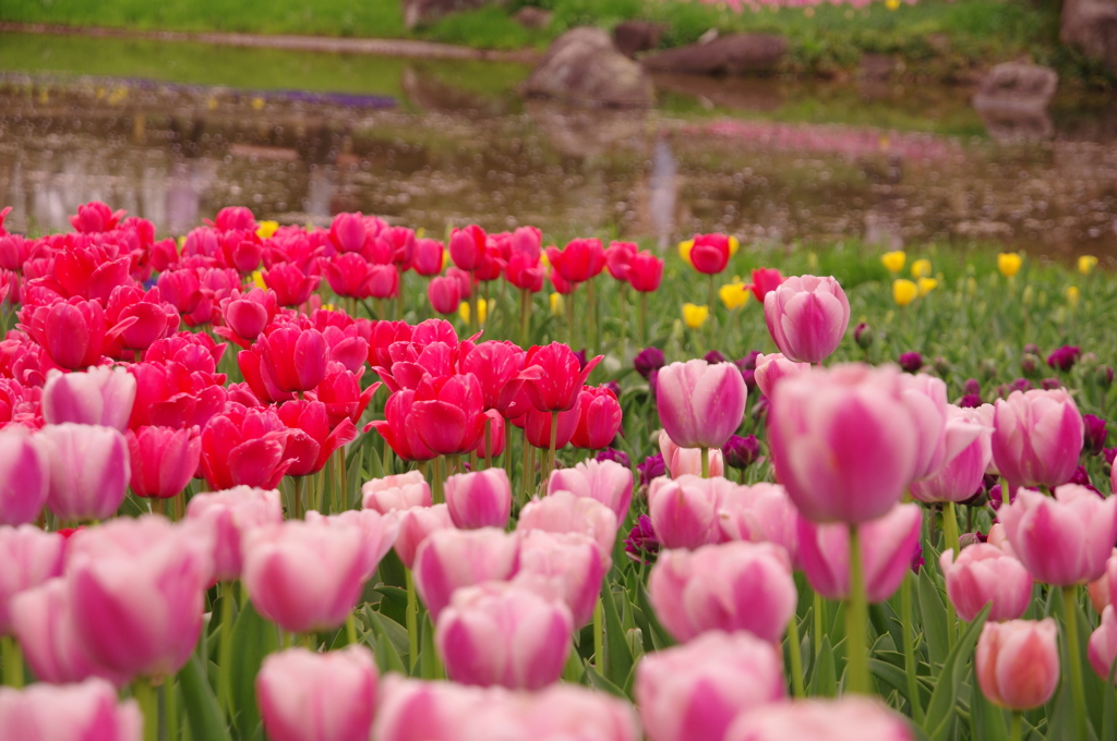 桜の花びら流れる小川のチューリップ畑