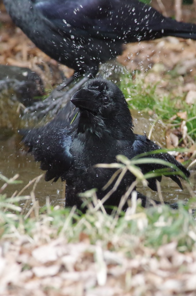 カラスの行水を見て笑うな