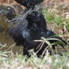 カラスの行水を見て笑うな