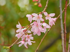 千鳥ヶ淵の桜