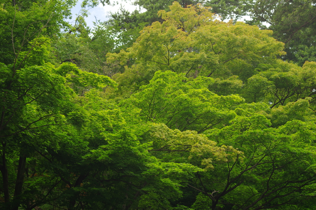 高幡不動の裏山の林