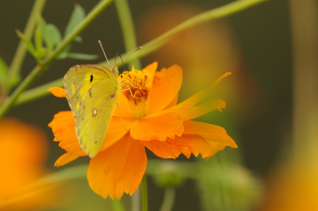 yellow on orange