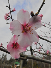 春の花