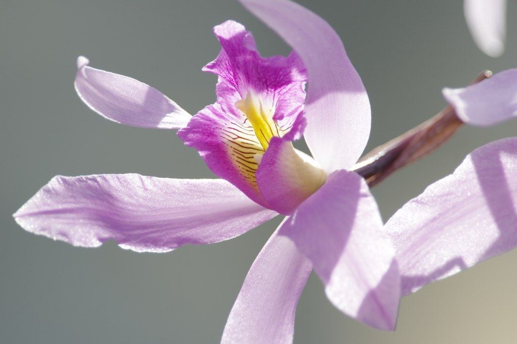 陽光の中・熱帯の花　