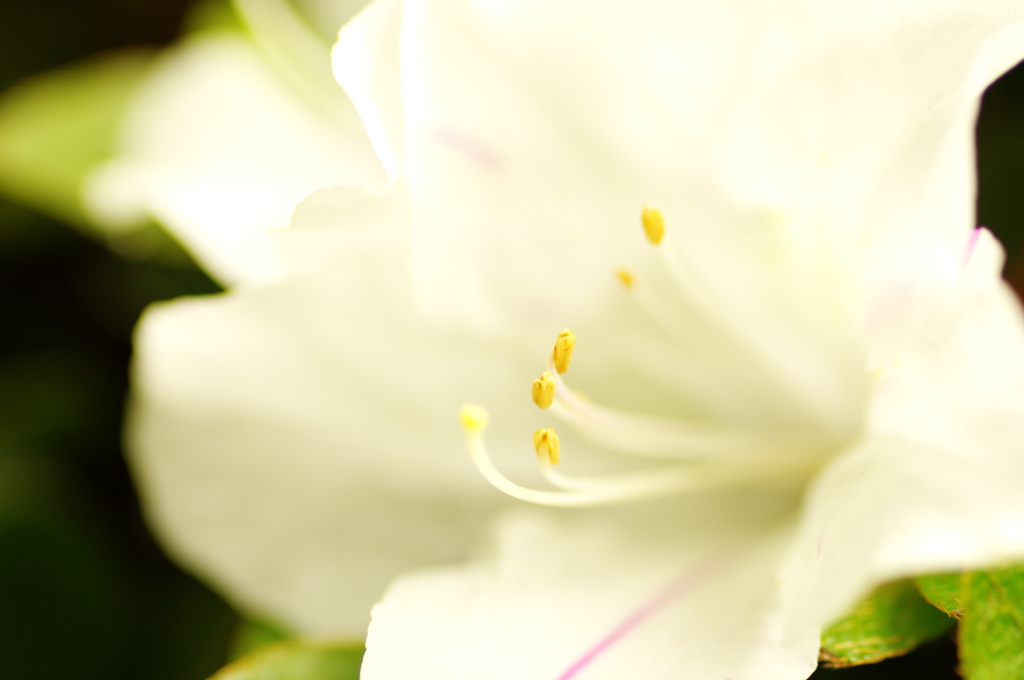 つつじ