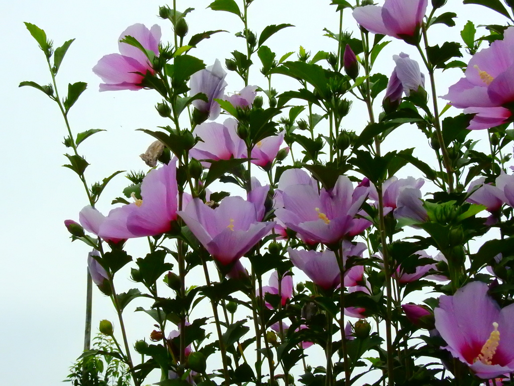 無窮花
