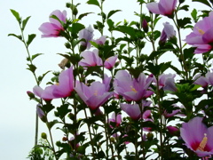 無窮花