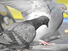 鳩