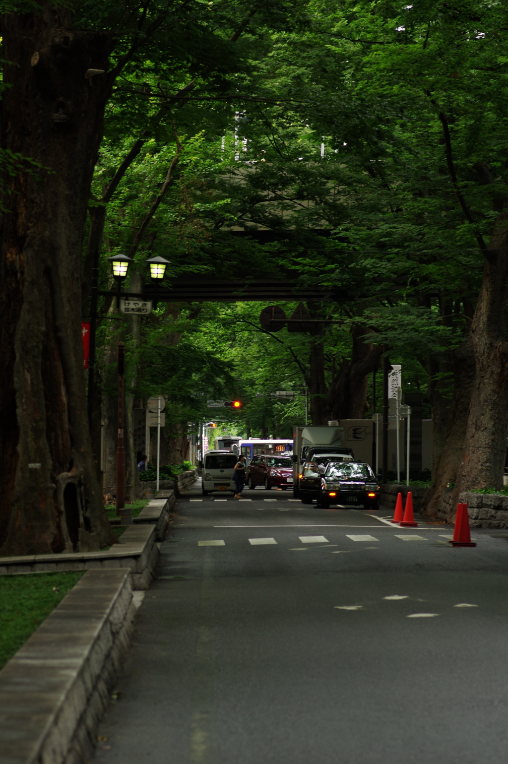 府中・駅前の欅並木（３）＠100mm