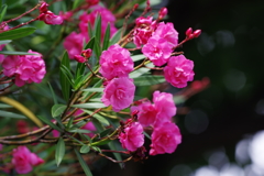 路上の花（１）