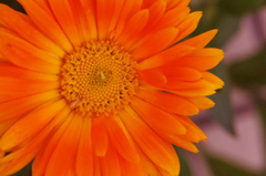通勤途上の花（４）