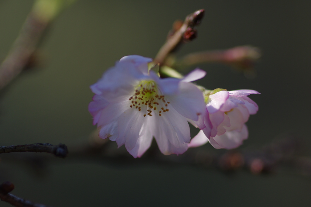 十月桜　その３