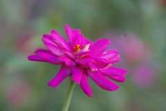 フラワーポットの花