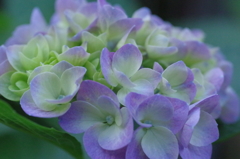 紫陽花