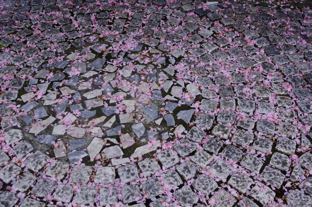 花の散ったあと、街の道