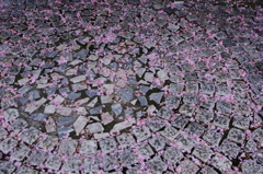 花の散ったあと、街の道