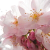 春の陽光の花びら
