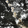 白梅　その１