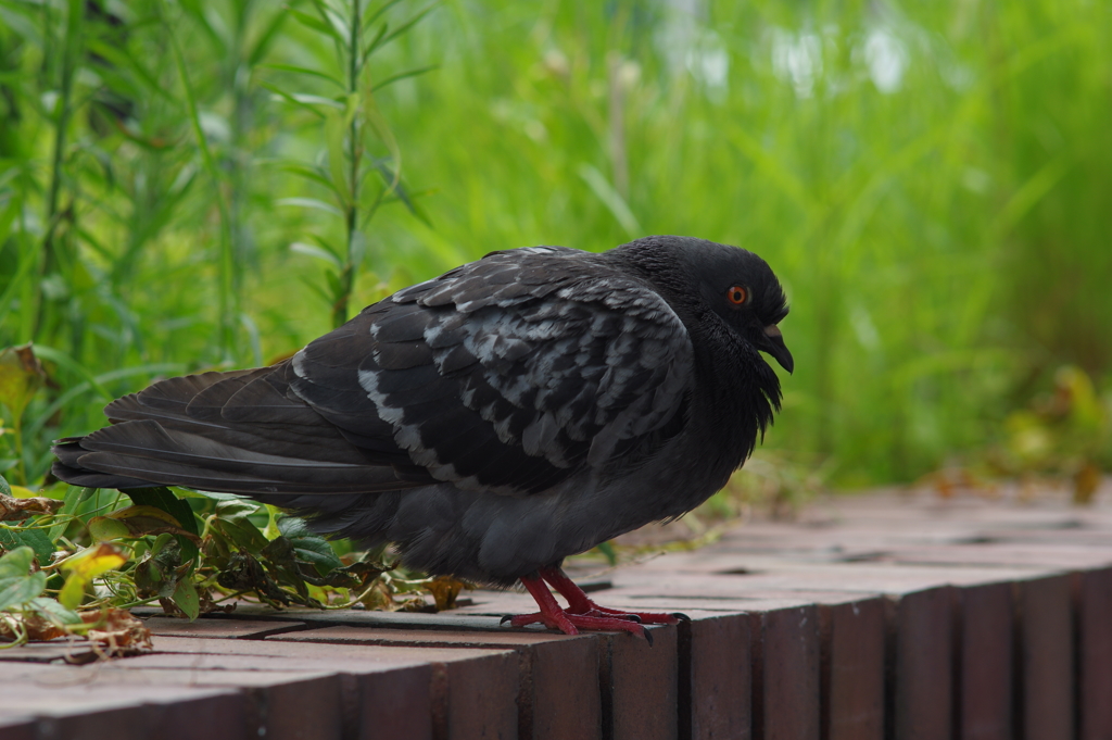 鳩
