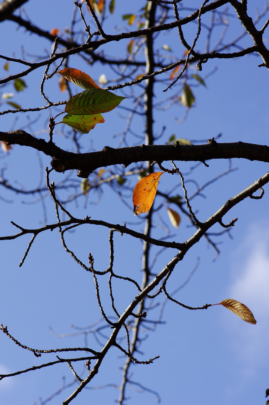 秋の桜葉　その２